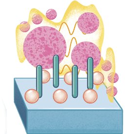 Biofilm bakteryjny