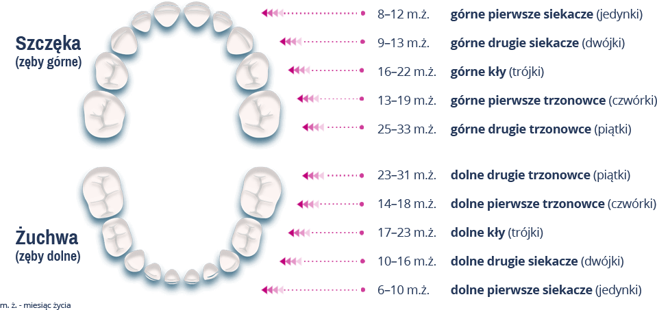 Okres wyrzynania się zębów mlecznych